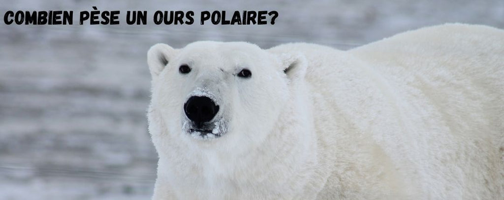 Combien pèse un ours polaire?
