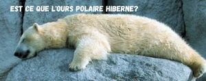 ours polaire hiberne