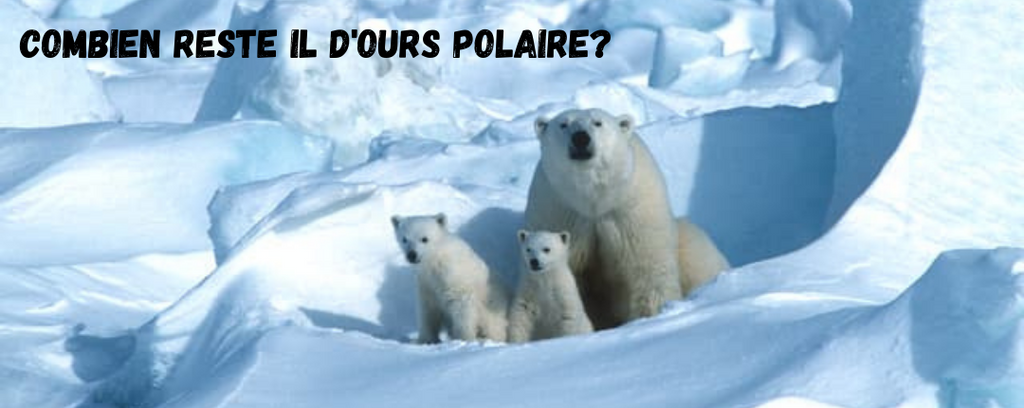 Combien reste il d'ours polaire?